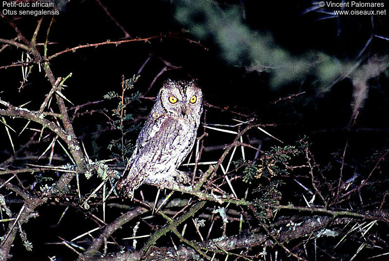 African Scops Owl