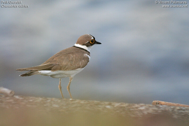 Little Ringed Plover