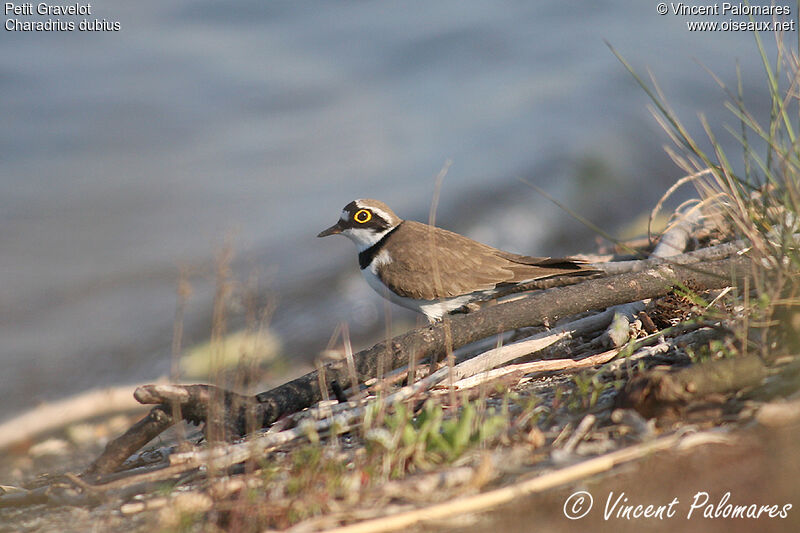 Little Ringed Ploveradult