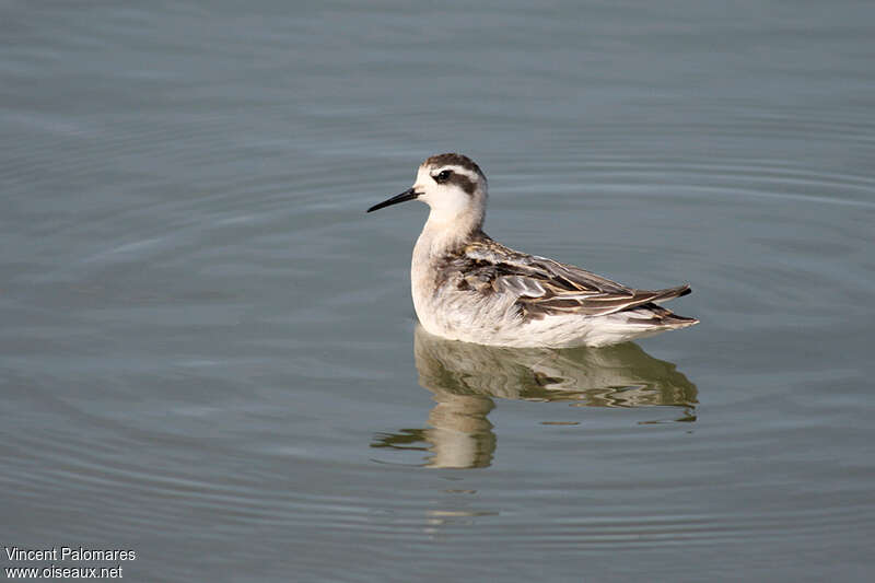 Red-necked PhalaropeFirst year, moulting