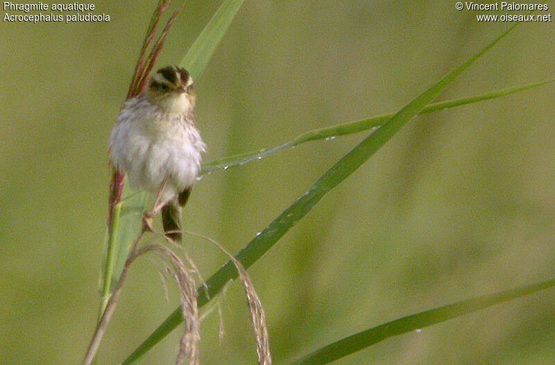 Aquatic Warbler