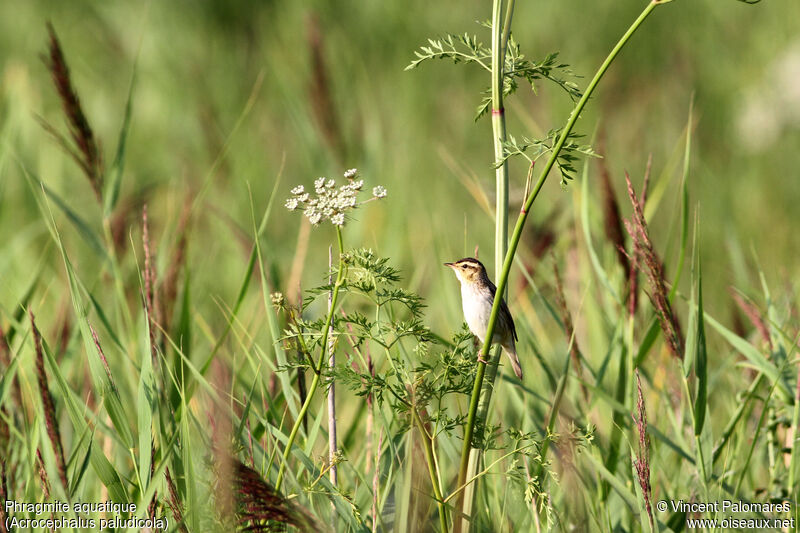 Aquatic Warbler, habitat