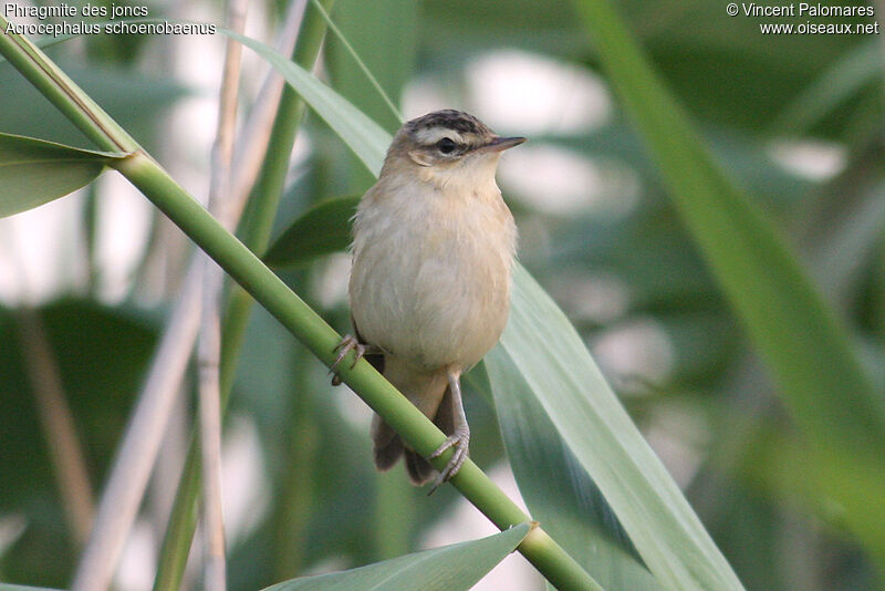 Sedge Warbler