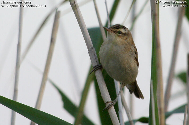 Sedge Warbler