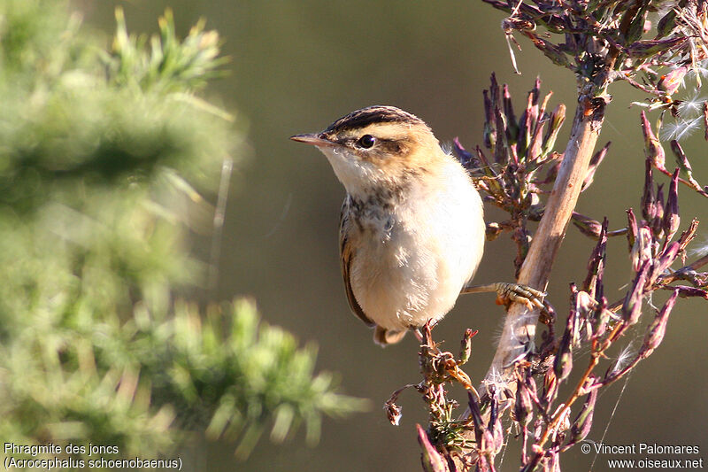 Sedge Warbler