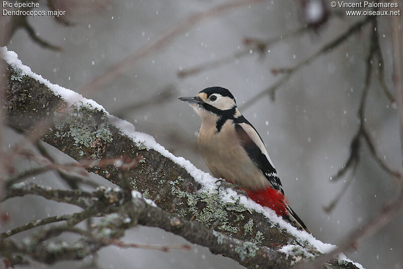 Great Spotted Woodpecker