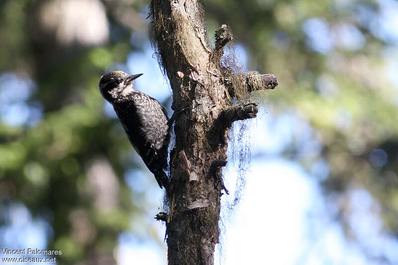 Eurasian Three-toed Woodpecker male juvenile, identification