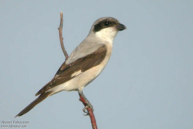 Lesser Grey Shrike female adult breeding, identification