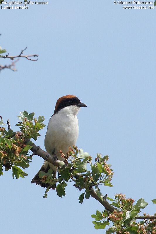 Pie-grièche à tête rousse mâle