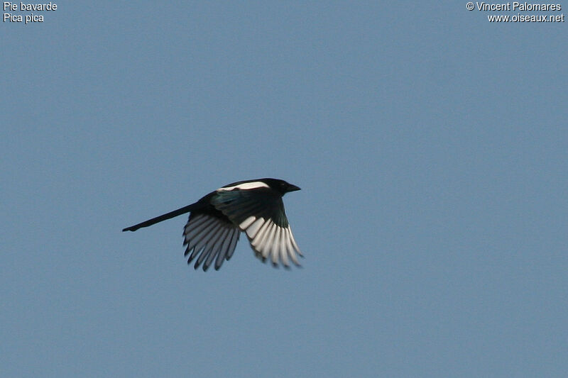 Eurasian Magpie