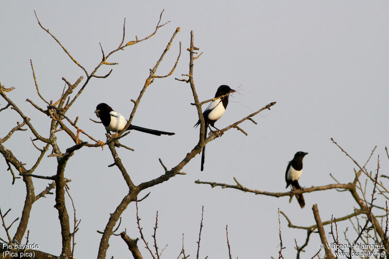 Eurasian Magpie