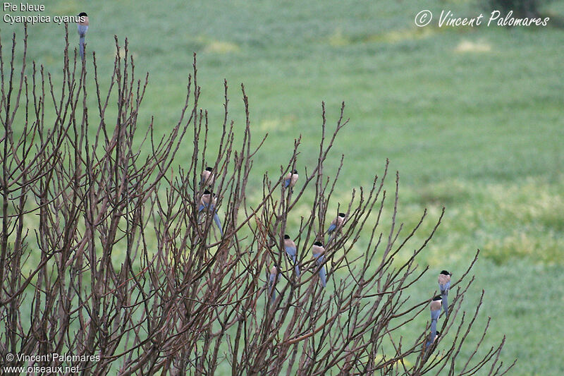 Azure-winged Magpie