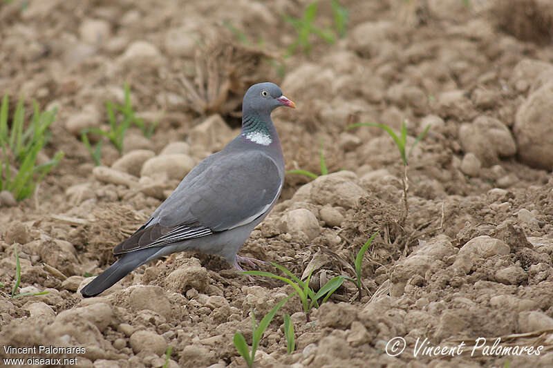 Common Wood Pigeonadult, identification