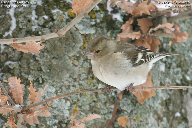 Pinson des arbres