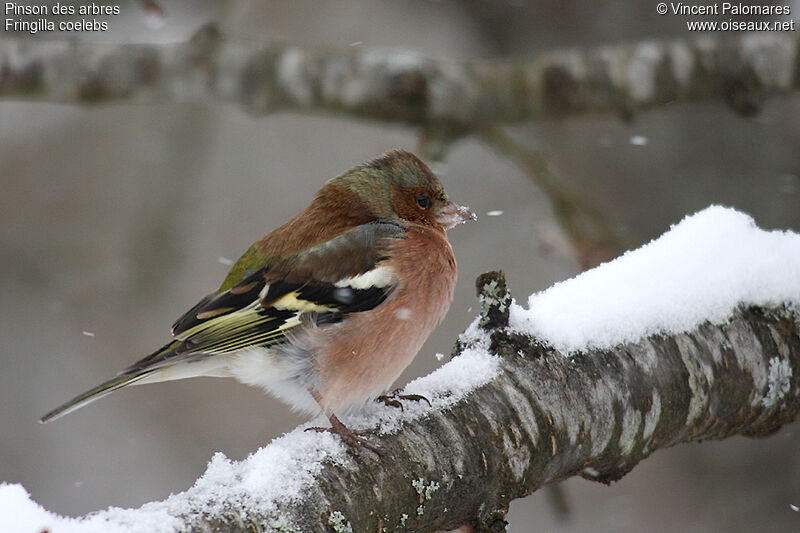 Eurasian Chaffinch male