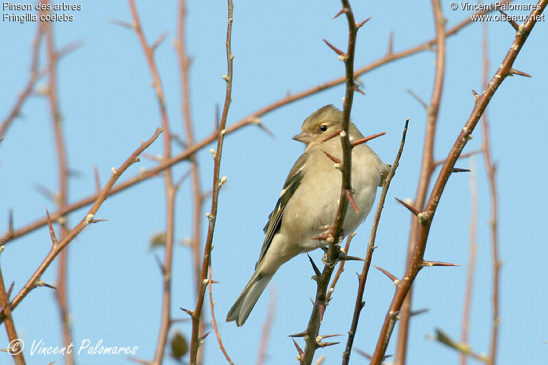 Eurasian Chaffinch female