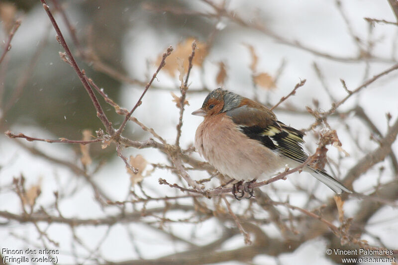 Eurasian Chaffinch male