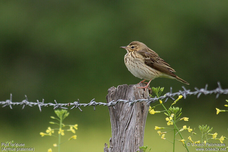 Meadow Pipit