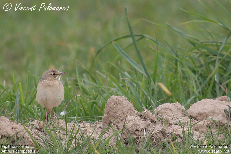 Pipit rousseline