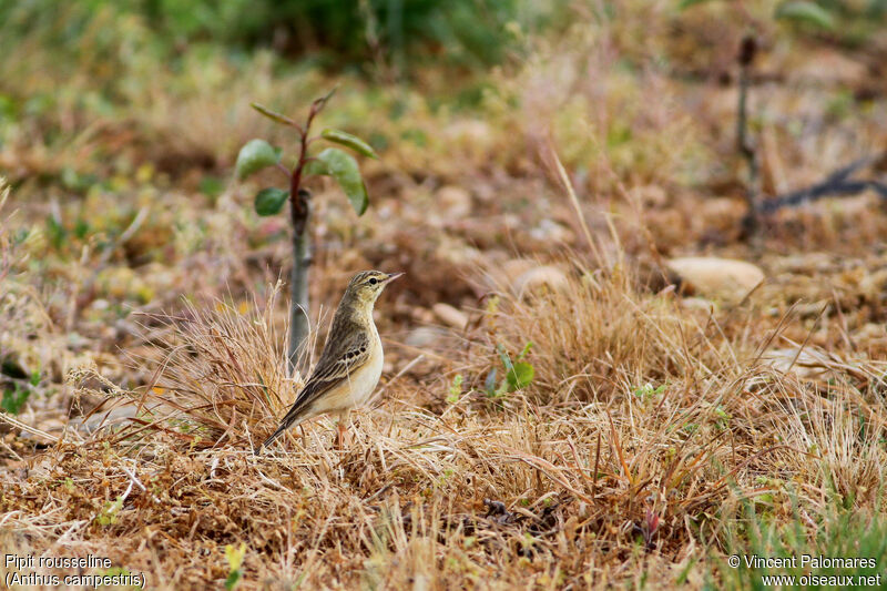 Pipit rousseline