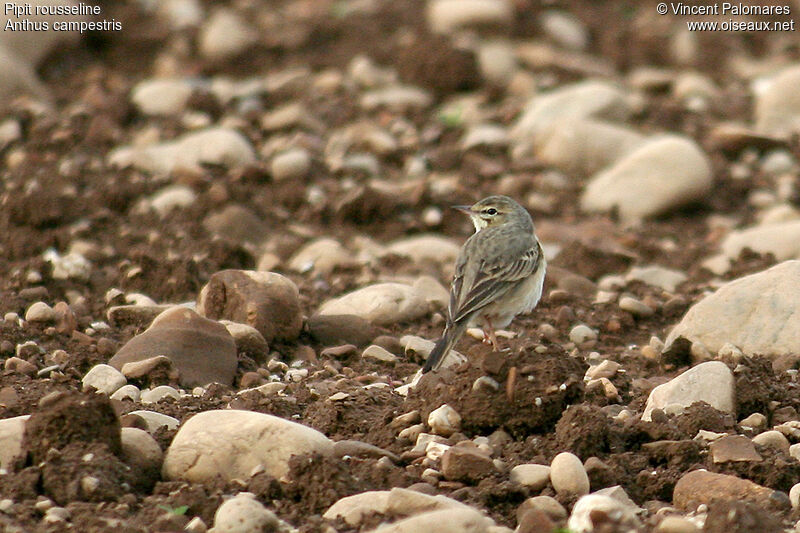 Pipit rousseline