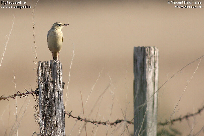 Tawny Pipit