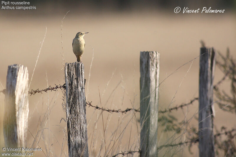 Pipit rousseline