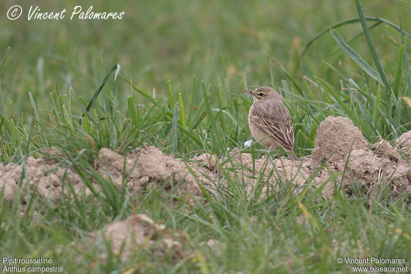 Pipit rousseline