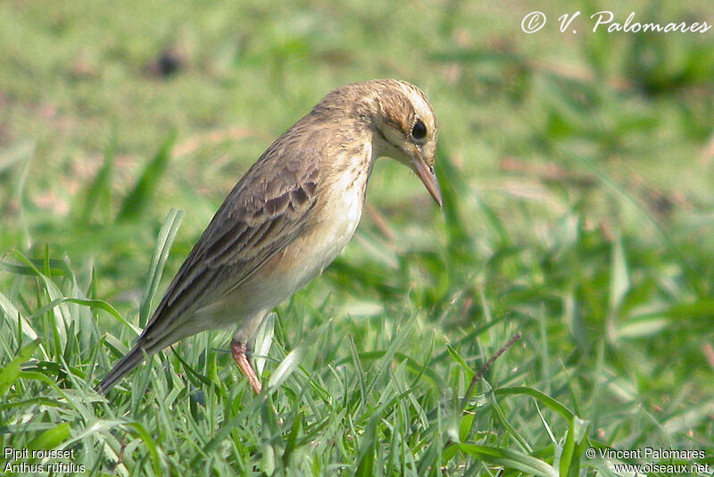 Paddyfield Pipit