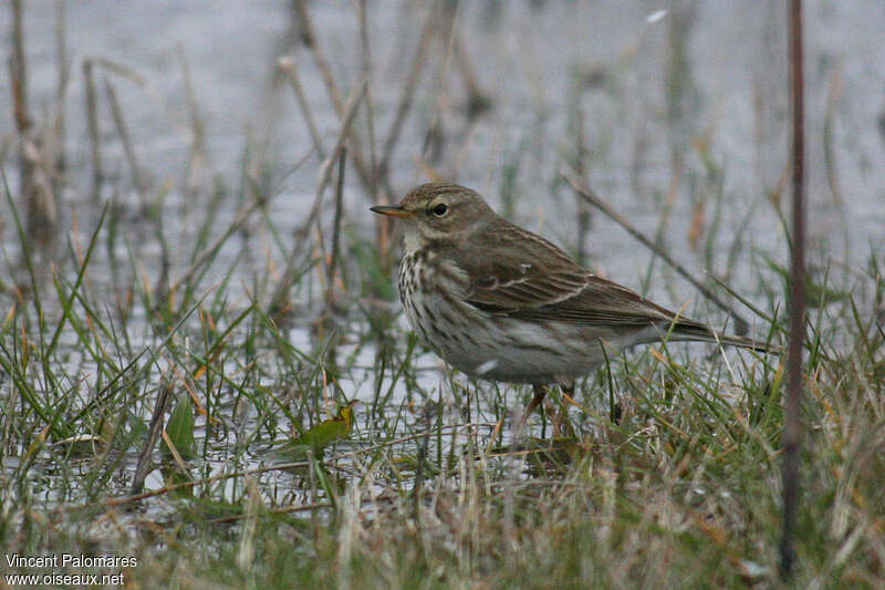 Water PipitSecond year, habitat, pigmentation