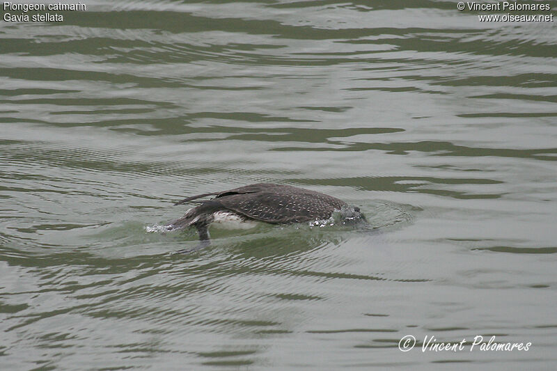 Plongeon catmarinimmature