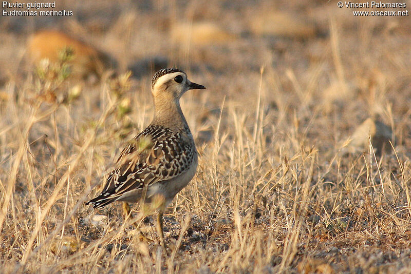 Eurasian Dotterel