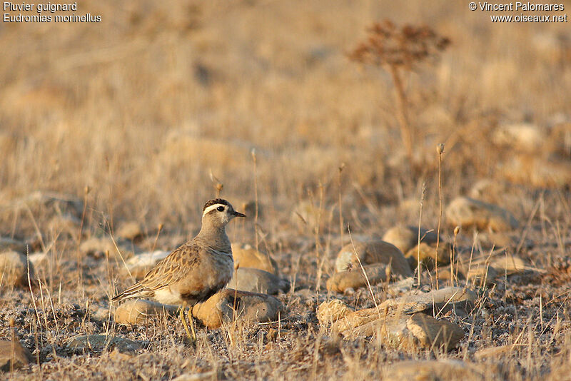 Eurasian Dotterel