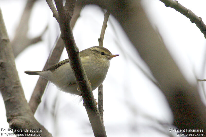 Yellow-browed Warbler