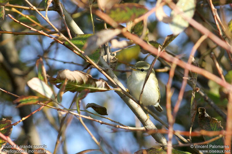 Yellow-browed Warbler