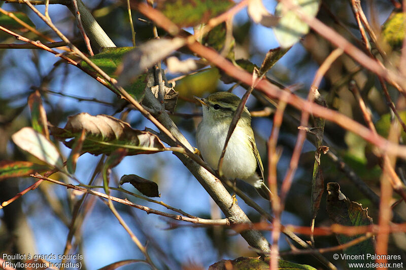 Yellow-browed Warbler