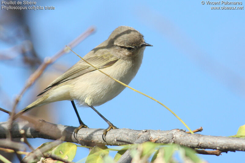 Common Chiffchaff (tristis)