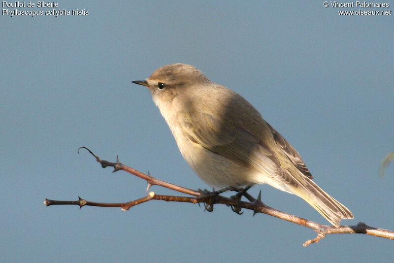 Common Chiffchaff (tristis)