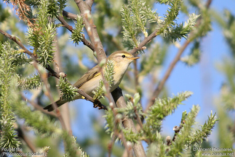 Willow Warbler