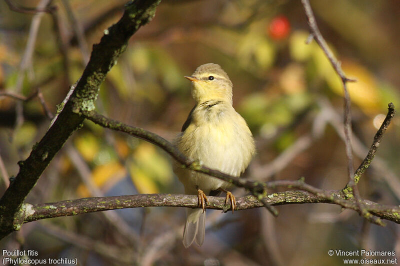 Willow Warbler