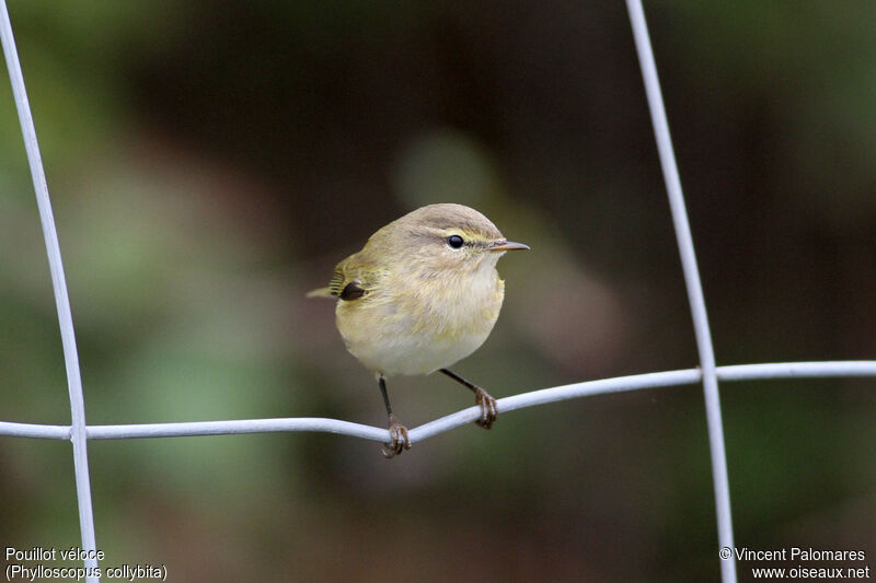 Common Chiffchaff