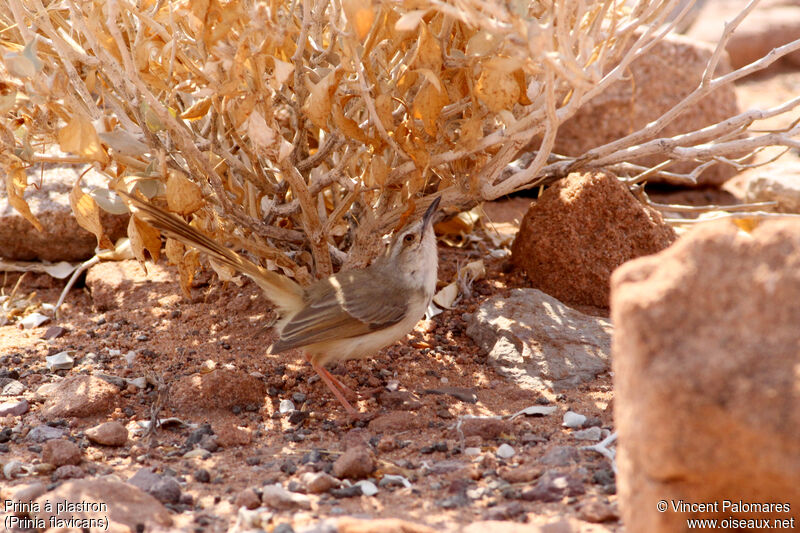 Black-chested Prinia