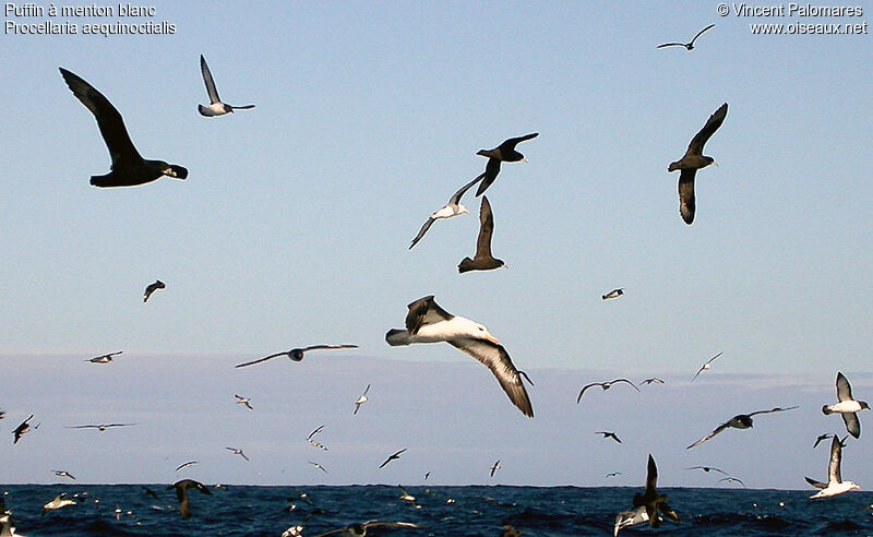 White-chinned Petrel