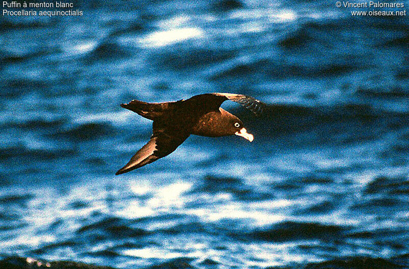 Puffin à menton blanc