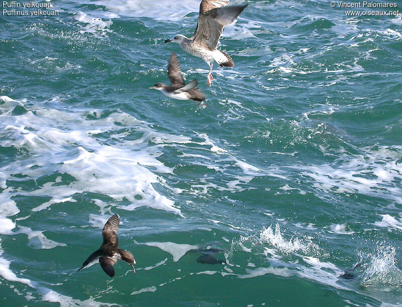 Yelkouan Shearwater