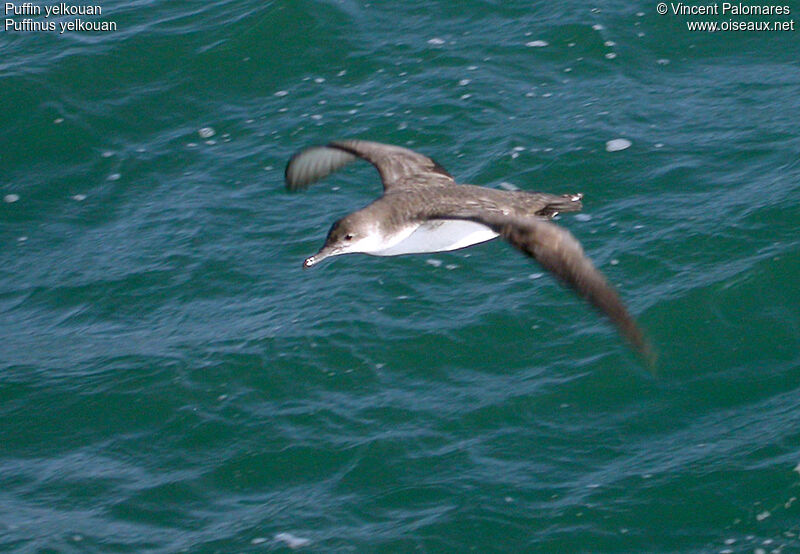 Yelkouan Shearwater