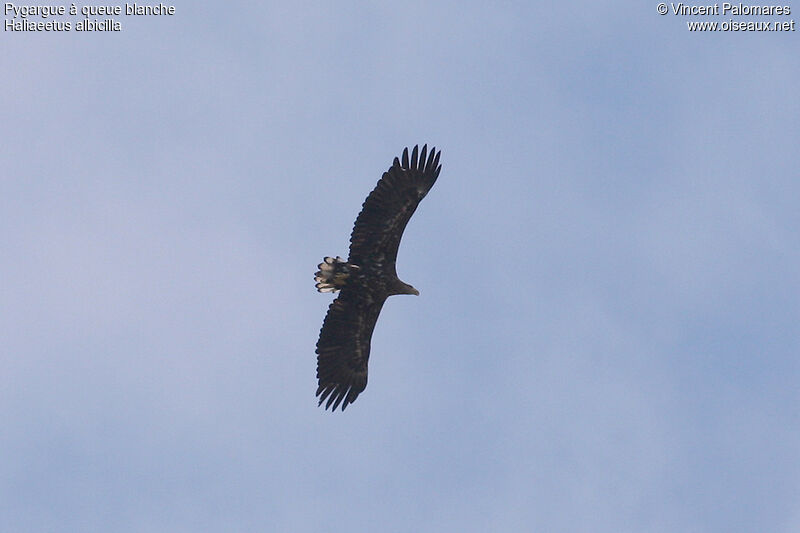 White-tailed Eagle