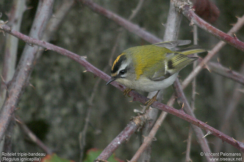 Common Firecrest