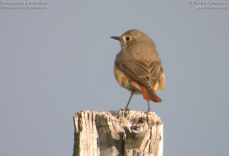 Common Redstart