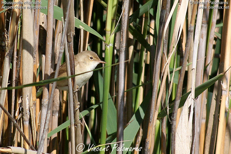 Common Reed Warbler